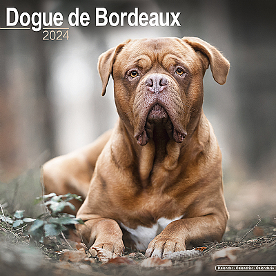 Dogue de Bordeaux Calendar 2024 (Square)